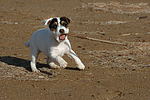 hundefotos parson_russell_terrier