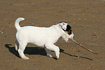 hundefotos parson_russell_terrier