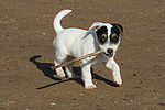 hundefotos parson_russell_terrier