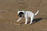 hundefotos parson_russell_terrier