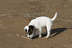 hundefotos parson_russell_terrier