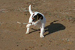hundefotos parson_russell_terrier