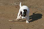 hundefotos parson_russell_terrier