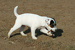 hundefotos parson_russell_terrier