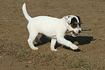 hundefotos parson_russell_terrier