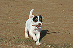 hundefotos parson_russell_terrier