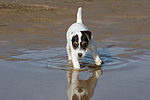 hundefotos parson_russell_terrier