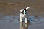 hundefotos parson_russell_terrier