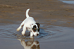 hundefotos parson_russell_terrier