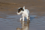 hundefotos parson_russell_terrier