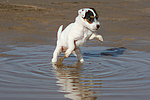 hundefotos parson_russell_terrier