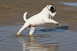 hundefotos parson_russell_terrier