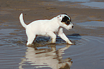 hundefotos parson_russell_terrier