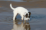 hundefotos parson_russell_terrier