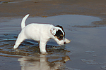 hundefotos parson_russell_terrier