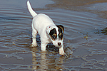 hundefotos parson_russell_terrier