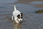 hundefotos parson_russell_terrier
