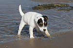 hundefotos parson_russell_terrier