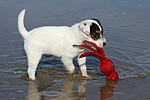 hundefotos parson_russell_terrier