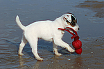hundefotos parson_russell_terrier