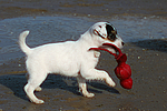 hundefotos parson_russell_terrier