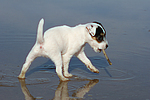 hundefotos parson_russell_terrier
