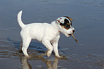 hundefotos parson_russell_terrier