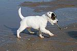 hundefotos parson_russell_terrier