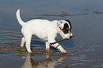 hundefotos parson_russell_terrier