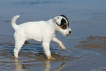 hundefotos parson_russell_terrier