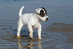 hundefotos parson_russell_terrier