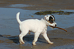hundefotos parson_russell_terrier