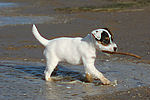 hundefotos parson_russell_terrier