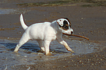 hundefotos parson_russell_terrier