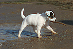 hundefotos parson_russell_terrier