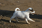 hundefotos parson_russell_terrier