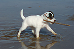 hundefotos parson_russell_terrier