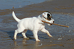 hundefotos parson_russell_terrier