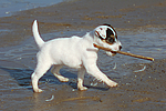 hundefotos parson_russell_terrier