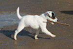 hundefotos parson_russell_terrier