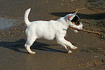 hundefotos parson_russell_terrier