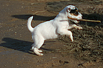 hundefotos parson_russell_terrier
