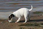 hundefotos parson_russell_terrier