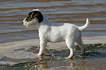 hundefotos parson_russell_terrier