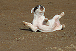 hundefotos parson_russell_terrier