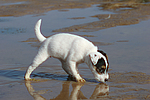 hundefotos parson_russell_terrier