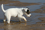 hundefotos parson_russell_terrier