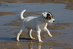 hundefotos parson_russell_terrier