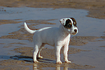 hundefotos parson_russell_terrier