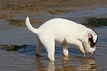 hundefotos parson_russell_terrier